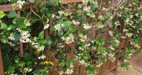 Vine, Garden, Potted Plant.
