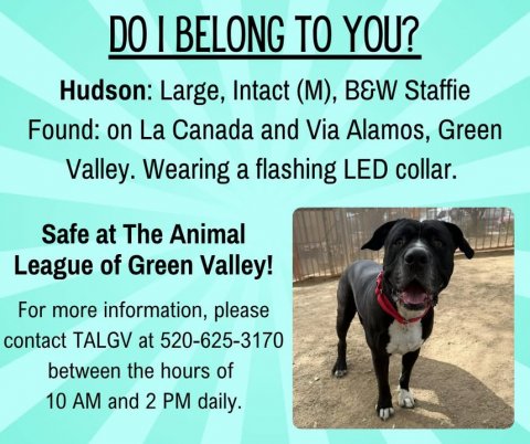 Advertisement, Poster, Dog. Text: DO I BELONG TO YOU? Hudson: Large, Intact (M), B&amp;W Staffie Found: on La Canada and Via Alamos, Green Valley. Wearing a flashing LED collar. Safe at The Animal League of Green Valley! For more information, please contact TALGV at 520-625-3170 between the hours of 10 AM and 2 PM daily.