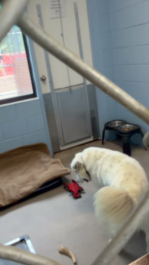 Canine, Eskimo Dog, Pet.