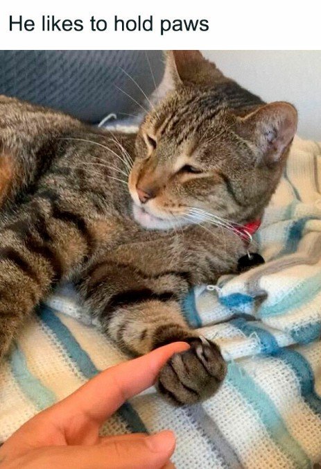 Abyssinian, Cat, Person. Text: Не likes to hold paws