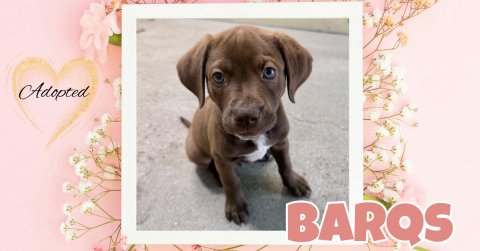 Greeting Card, Mail, Dog. Text: Adopted BARQS