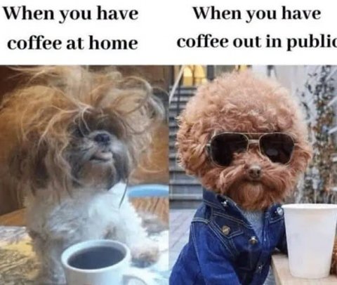 Sunglasses, Canine, Dog. Text: When you have When you have coffee at home coffee out in public
