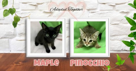 Cat, Kitten, Pet. Text: Adopted Together MAPLE PINOCCHIO