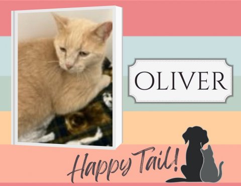 Cat, Mammal, Pet. Text: OLIVER Happy Tail!