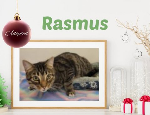 Greeting Card, Cat, Mammal. Text: Rasmus Adopted