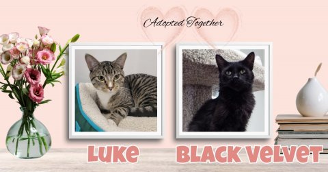 Greeting Card, Cat, Kitten. Text: Adopted Together