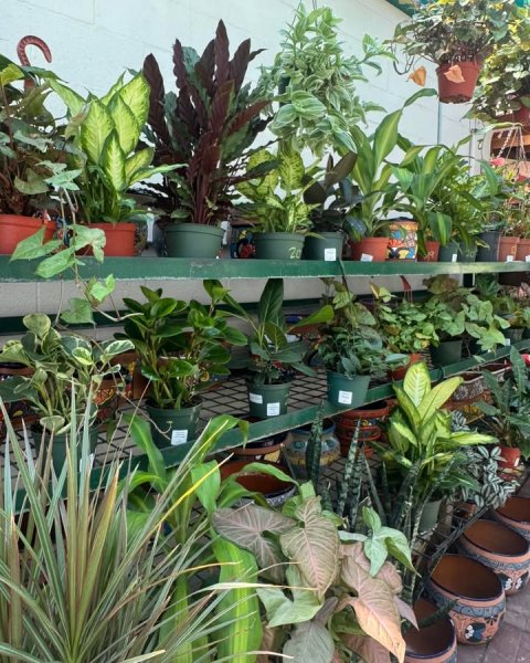 Potted Plant, Garden, Planter. Text: 20