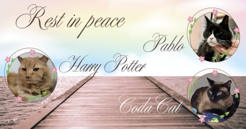 Waterfront, Cat, Pet. Text: Rest in peace Pablo Harry Potter Coda Cat