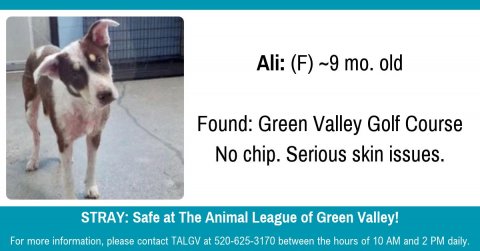 Canine, Dog, Pet. Text: Ali: (F) ~9 mo. old Found: Green Valley Golf Course No chip. Serious skin issues. STRAY: Safe at The Animal League of Green Valley! For more information, please contact TALGV at 520-625-3170 between the hours of 10 AM and 2 PM daily.