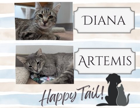 Cat, Pet, Kitten. Text: DIANA ARTEMIS Happy Tail!