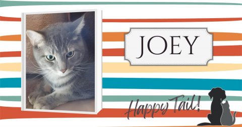 Cat, Pet, Dog. Text: JOEY Happy Tail!
