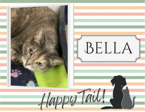 Cat, Pet, Dog. Text: BELLA Happy Tail!