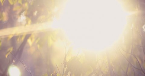 Sunlight, Sun, Flare.