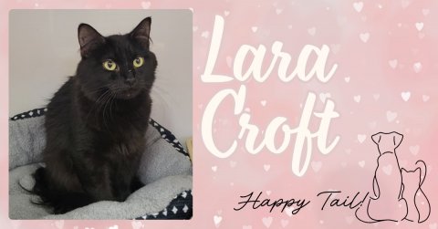 Cat, Pet, Greeting Card. Text: Lara