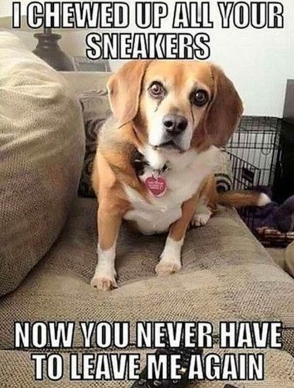 Dog, Hound, Beagle. Text: I CHEWED UP ALL YOUR SNEAKERS NOW YOU NEVER HAVE TO LEAVE ME AGAIN