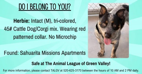 Dog, Advertisement, Poster. Text: DO I BELONG TO YOU? Herbie: Intact (M), tri-colored, 45# Cattle Dog/Corgi mix. Wearing red patterned collar. No Microchip Found: Sahuarita Missions Apartments Safe at The Animal League of Green Valley! For more information, please contact TALGV at 520-625-3170 between the hours of 10 AM and 2 PM daily.