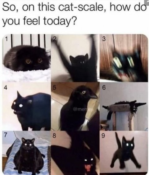 Cat, Pet, Black Cat. Text: So, on this cat-scale, how do you feel today? 1 2 3 4 5 6 @memes 7 8 9
