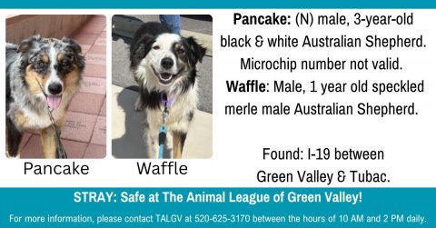 Dog, Person, Poster. Text: Pancake: (N) male, 3-year-old black &amp; white Australian Shepherd. Microchip number not valid. Waffle: Male, 1 year old speckled merle male Australian Shepherd. Found: I-19 between Pancake Waffle Green Valley &amp; Tubac. STRAY: Safe at The Animal League of Green Valley! For more information, please contact TALGV at 520-625-3170 between the hours of 10 AM and 2 PM daily.
