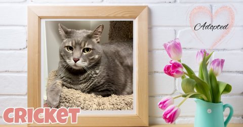 Greeting Card, Mail, Cat. Text: Adopted CRICKET