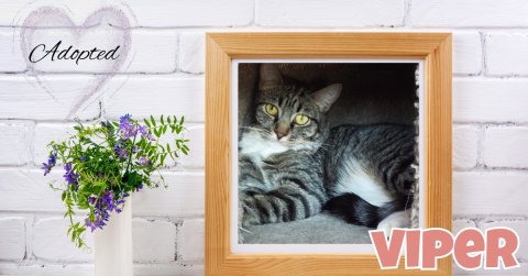 Cat, Flower, Kitten. Text: Adopted VIPER