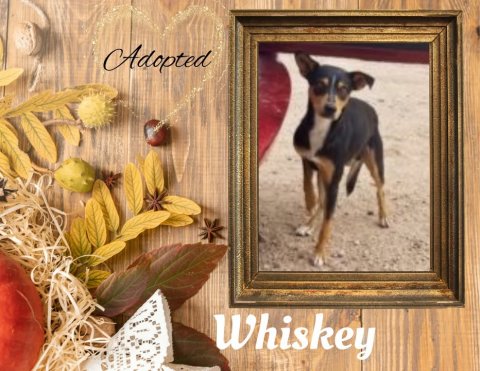 Dog, Greeting Card, Painting. Text: Adopted Whiskey