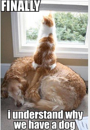 Dog, Pet, Golden Retriever. Text: FINALLY i understand why we have a dog