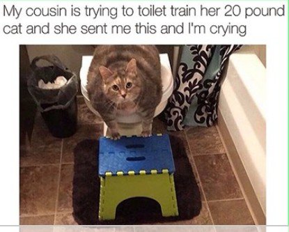 Cat, Indoors, Shoe. Text: My cousin is trying to toilet train her 20 pound cat and she sent me this and I'm crying