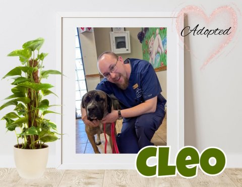 Plant, Potted Plant, Person. Text: Adopted