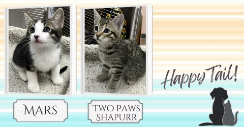 Cat, Kitten, Pet. Text: Happy Tail! MARS TWO PAWS SHAPURR