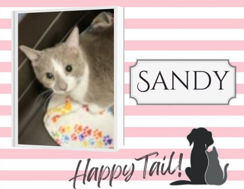 Greeting Card, Cat, Pet. Text: SANDY Happy Tail!