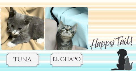 Cat, Kitten, Pet. Text: Happy Tail! TUNA EL CHAPO