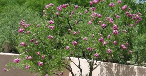 Vegetation, Flower, Petal.