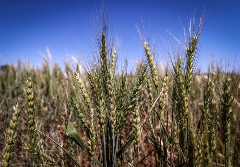 Vegetation, Agriculture, Wheat.