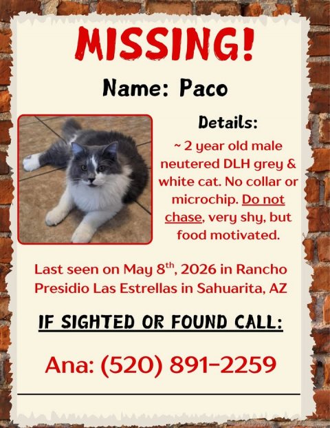 Advertisement, Poster, Cat. Text: MISSING! Name: Paco Details: ~2 year old male neutered DLH grey &amp; white cat. No collar or chase, very shy, but food motivated. Last seen on May 8th, 2026 in Rancho Presidio Las Estrellas in Sahuarita, AZ IF SIGHTED OR FOUND CALL: Ana: (520) 891-2259