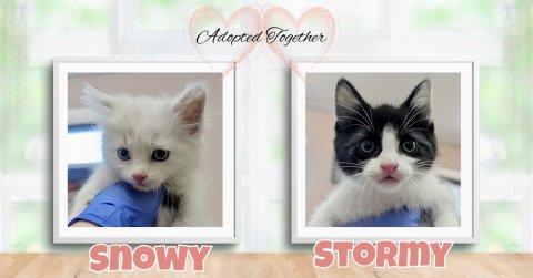 Cat, Kitten, Pet. Text: Adopted Together STORMY