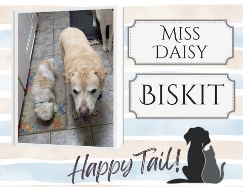 Canine, Dog, Golden Retriever. Text: MISS DAISY BISKIT Happy Tail!