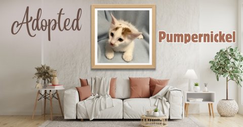 Living Room, Couch, Painting. Text: Adopted Pumpernickel