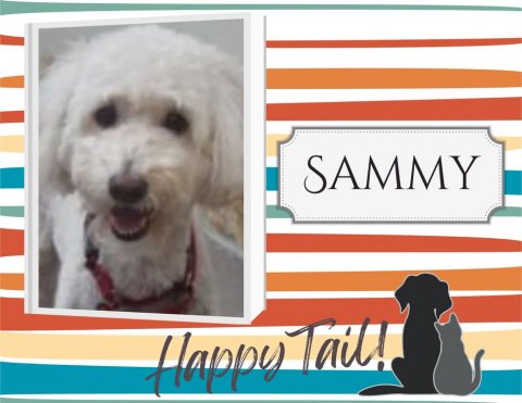 Greeting Card, Dog, Poodle. Text: SAMMY Happy Tail!