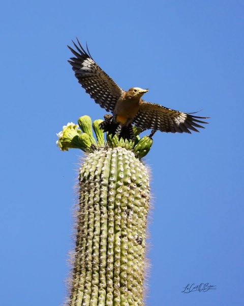 Bird, Beak, Accipiter.