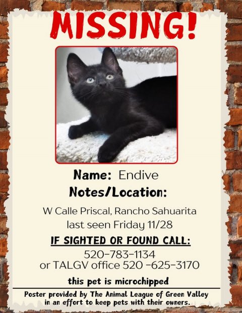 Advertisement, Poster, Cat. Text: MISSING! Name: Endive Notes/Location: W Calle Priscal, Rancho Sahuarita last seen Friday 11/28 IF SIGHTED OR FOUND CALL: 520-783-1134 or TALGV office 520-625-3170 this pet is microchipped Poster provided by The Animal League of Green Valley in an effort to keep pets with their owners.