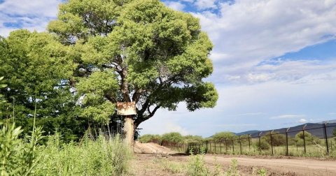 Tree, Vegetation, Outdoors.