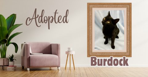 Painting, Cat, Furniture. Text: Adopted Burdock