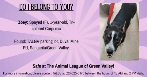 Dog, Hound, Advertisement. Text: DO I BELONG TO YOU? Zoey: Spayed (F), 1-year-old, Tri- colored Corgi mix Found: TALGV parking lot, Duval Mine Rd, Sahuarita/Green Valley. Safe at The Animal League of Green Valley! For more information, please contact TALGV at 520-625-3170 between the hours of 10 AM and 2 PM daily.