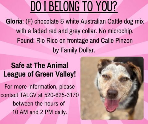 Advertisement, Poster, Dog. Text: DO I BELONG TO YOU? Gloria: (F) chocolate &amp; white Australian Cattle dog mix with a faded red and grey collar. No microchip. Found: Rio Rico on frontage and Calle Pinzon by Family Dollar. Safe at The Animal League of Green Valley! For more information, please contact TALGV at 520-625-3170 between the hours of 10 AM and 2 PM daily.