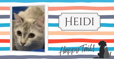 Animal, Cat, Pet. Text: HEIDI Happy Tail!