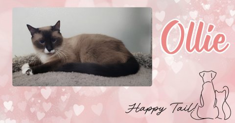 Cat, Mammal, Pet. Text: Ollie