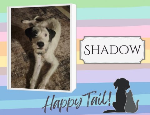 Canine, Dog, Pet. Text: SHADOW Happy Tail!