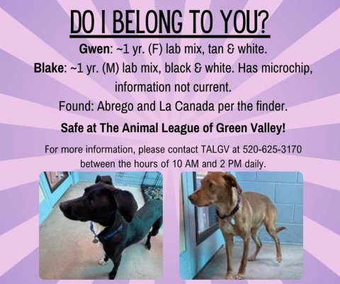 Advertisement, Poster, Dog. Text: DO I BELONG TO YOU? Gwen: ~1 yr. (F) lab mix, tan &amp; white. Blake: ~1 yr. (M) lab mix, black &amp; white. Has microchip, information not current. Found: Abrego and La Canada per the finder. Safe at The Animal League of Green Valley! For more information, please contact TALGV at 520-625-3170 between the hours of 10 AM and 2 PM daily.