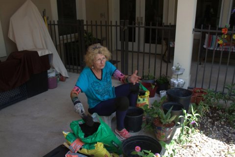 Potted Plant, Planter, Backyard.