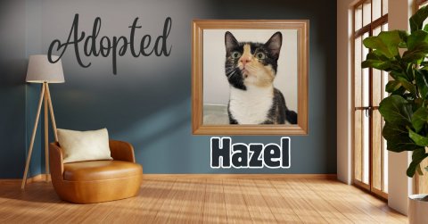 Wood, Interior Design, Lamp. Text: Adopted Hazel